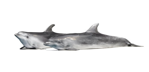 dolphins on the white