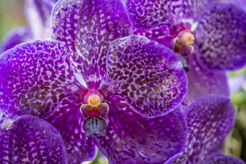 Purple orchid with water droplets