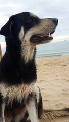 black dog sitting on beach
