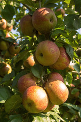 Äpfel kurz vor der Ernte