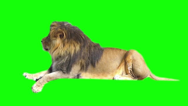 Lion footage, green screen.