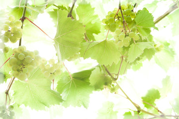 vines in the vineyard,  background