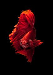 Red siamese fighting fish