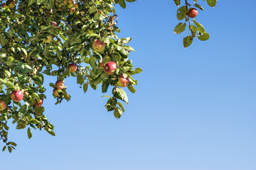 apple trees