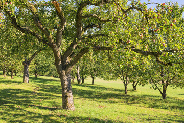 Fototapeta na wymiar apple trees
