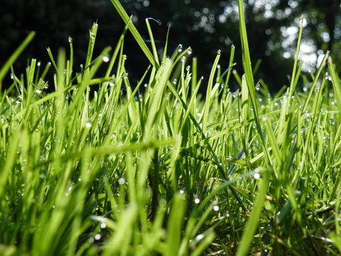 Blades of gras