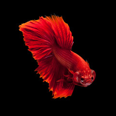 Red siamese fighting fish