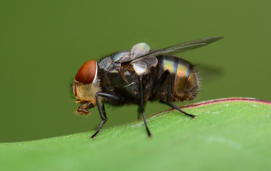 fly macro