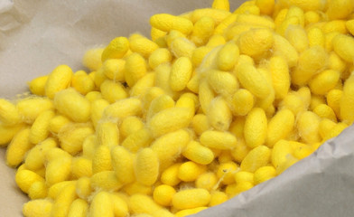 yellow silkworm cocoon
