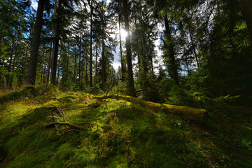 Sonnenschein im Wald mit Moos