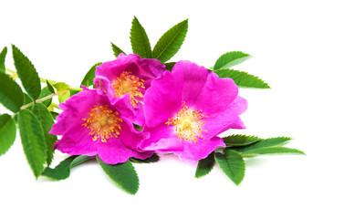 Obraz premium Dog rose