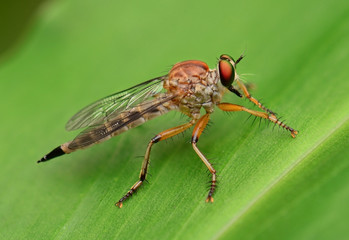 Robber fly