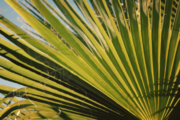 Sunlight falls through palm leaf. Retro effect photo. Aged photo of palm leaf. Flora of Sicily, Italy.