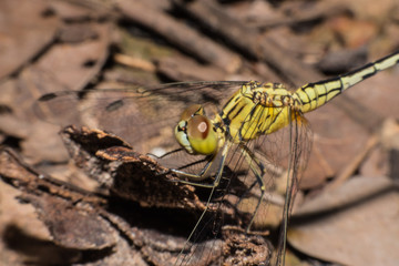 Close up dragonfly perched on ground