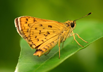 Fototapeta na wymiar yellow butterfly