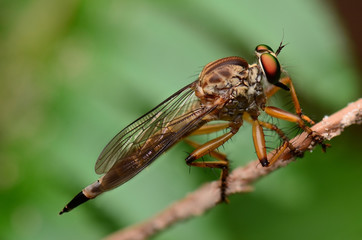 Robber fly