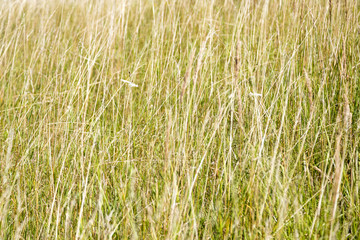 close up shot of a green meadow in summer