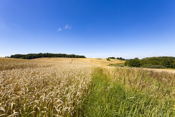 summer landscape of field and meadows and blue sky