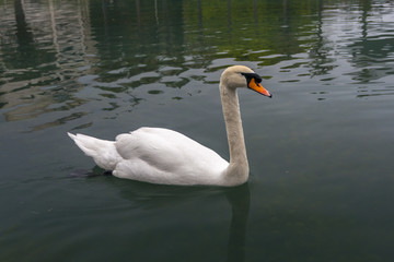 white swan (Cygnus olor) in the pond  