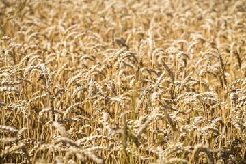 close up of a wheat field in summer