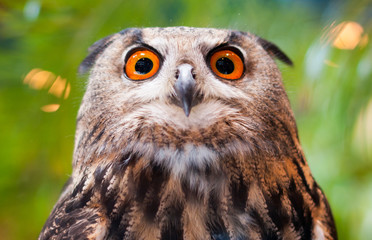 Eagle owl with orange eyes looking at the camera