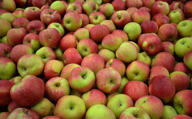 Apples in a Storage Compartment