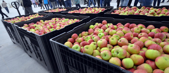 Apples in a Storage Compartment