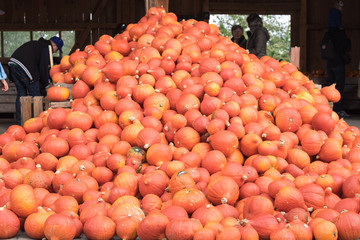 Riesen haufen Kürbisse