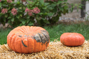 Kürbis auf dem Strohballen