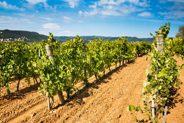 Ripe vineyard