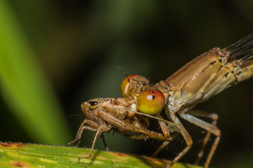 Beautiful dragonfly resting on a leaf in forest