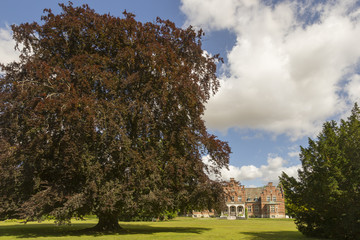 Rotbuche und Schloss