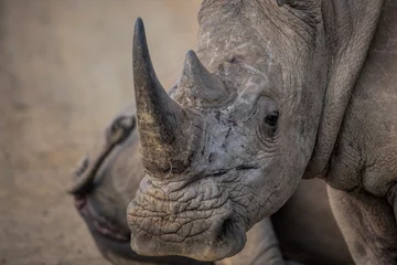 Stickers pour porte Rhinocéros rhinocéros blanc
