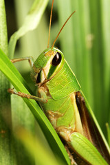 Green Grasshopper on green leaf