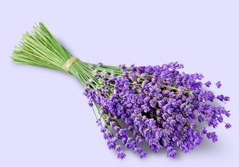 Lavender.