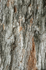 Old tree bark background