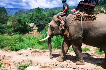 Zelfklevend Fotobehang Group tourists to ride on an elephant in forest Chiang mai, Thailand   © sakdinon