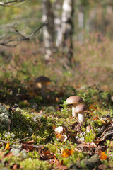 Edible mushroom glade in the forest 