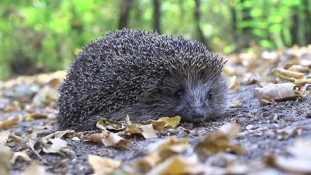 hedgehog in the wild nature