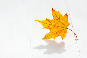 Autumn leaf on the white wooden floor