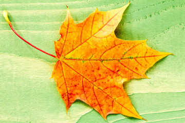 Autumn leaf over green wooden background