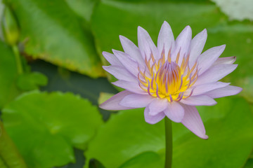 Obraz premium pink lotus in the pond