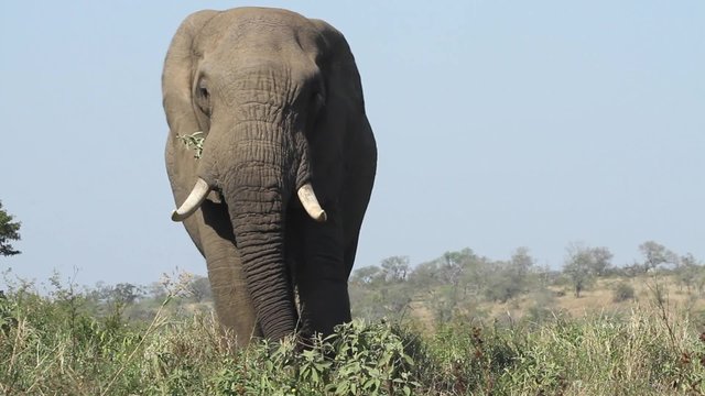 A majestic African elephant is flapping its ears while eating in the wilderness of the Hluhluwe&ndash;iMfolozi Park