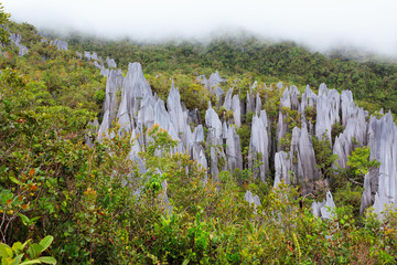 Limestone pinnacles at gunung mulu national park