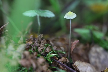 One very small toadstool closeup