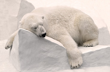 Белый медведь спит. - obrazy, fototapety, plakaty