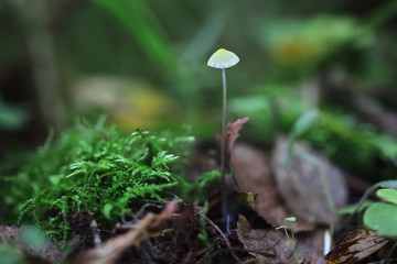 One very small toadstool closeup