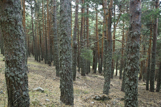 Fototapeta PEÑALARA