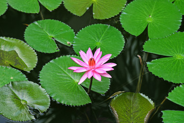 Pink lotus with space on green lotus leaves