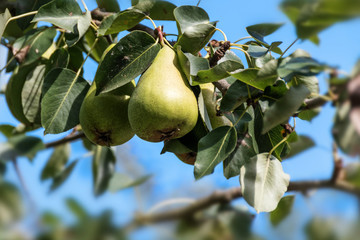 Pears hanging from a branch on the tree in the orchard